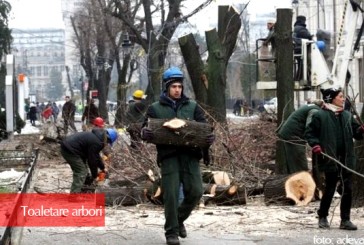 ASOP veghează la întreţinerea arborilor stradali din Banat. Reşiţa, se-aude?