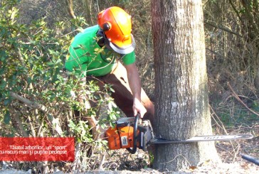 Tăiatul arborilor, un "sport" cu riscuri mari şi puţine pedepse