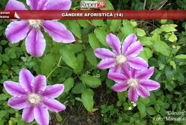 GÂNDIRE AFORISTICĂ (14)