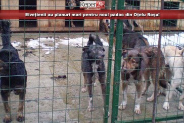 42 de maidanezi se bucură deja de adăpost! Elvețienii au planuri mari pentru noul padoc din Oțelu Roșu!