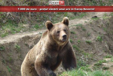 7.000 de euro – prețul vânării unui urs în Caraș-Severin!