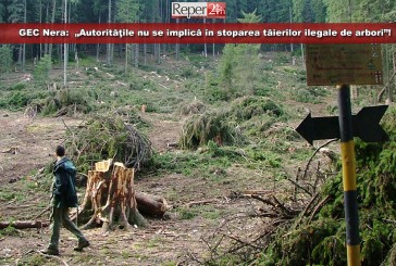 GEC Nera: „Autorităţile trebuie să se implice mai mult pentru stoparea tăierilor ilegale de arbori”! 