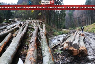 Se taie lemn în neștire în pădurile cărășene! Plouă cu dosare penale, dar hoții nu par intimidați!