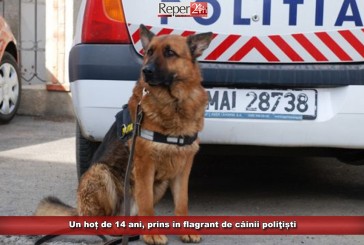 Un hoț de 14 ani, prins în flagrant de câinii poliţiști