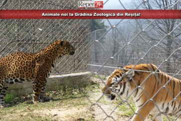 Animale noi la Grădina Zoologică din Reșița!