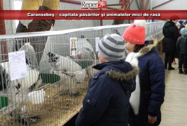 Caransebeş – capitala păsărilor şi animalelor mici de rasă