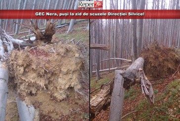 GEC Nera, puși la zid de scuzele Direcției Silvice! „În JERVANI, exploatările forestiere nu se execută în zona de conservare”