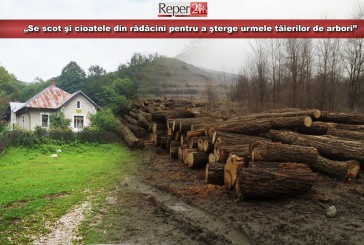 Măcelul din pădurile cărășene nu impresionează pe nimeni! „Se scot şi cioatele din rădăcini pentru a şterge urmele tăierilor de arbori”