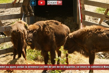 14 zimbri au ajuns astăzi la Armeniș! La 200 de ani de la dispariție, blândele mamifere se întorc în sălbăticia Banatului!