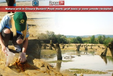 Natura urlă în Clisura Dunării! Pești morți, praf toxic și zone umede răvășite!          