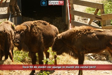 Încă 50 de zimbri vor ajunge în munții din vestul țării!