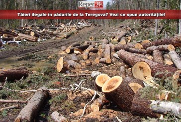 Tăieri ilegale în pădurile de la Teregova? Vezi ce spun autoritățile!