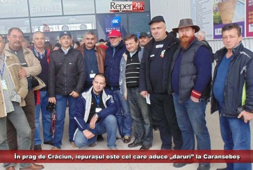 În prag de Crăciun, iepurașul este cel care aduce „daruri” la Caransebeș