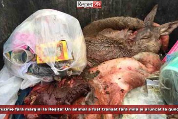IMAGINI ȘOCANTE: Cruzime fără margini la Reșița! Un animal a fost tranșat fără milă și aruncat la gunoi!