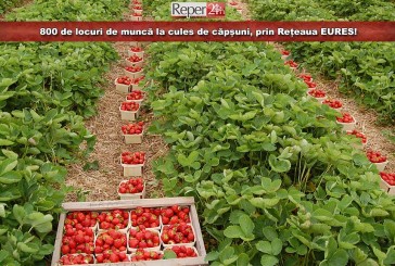 800 de locuri de muncă la cules de căpșuni, prin Rețeaua EURES! Vezi când și unde va avea loc selecția!