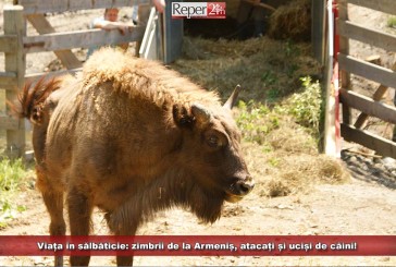 Viața în sălbăticie: zimbrii de la Armeniș, atacați și uciși de câini!