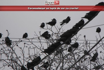 Caransebeșul se luptă de zor cu ciorile!