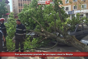 Trei autoturisme avariate de un copac căzut la Reșița!