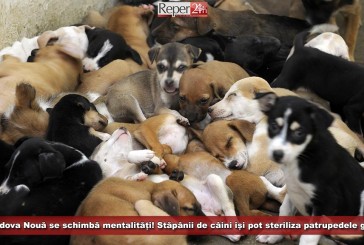 STOP: La Moldova Nouă se schimbă mentalități! Stăpânii de câini își pot steriliza patrupedele gratuit!