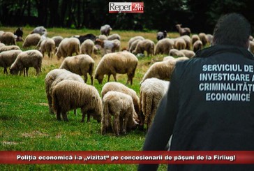 Poliția economică i-a „vizitat“ pe concesionarii de pășuni de la Fîrliug!