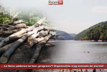 La Secu, pădurea se taie „progresiv”! Organizațiile trag semnale de alarmă!