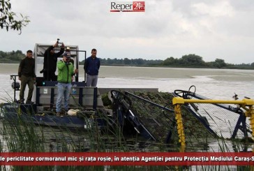 Speciile periclitate cormoranul mic și rața roșie, în atenția Agenției pentru Protecția Mediului Caraș-Severin!