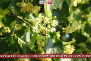 Natura bagă bani în buzunarele cărășenilor! Direcția Silvică CS vinde plante medicinale și cetină de brad