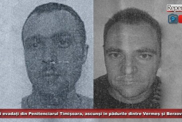 Doi evadați din Penitenciarul Timișoara, ascunși în pădurile dintre Vermeș și Berzovia! Unul a fost capturat