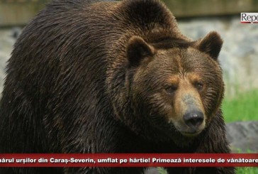 Numărul urșilor din Caraș-Severin, umflat pe hârtie! Primează interesele de vânătoare!