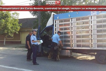Transportatorii din Caraș-Severin, controlați la sânge, inclusiv cu echipaje canine!