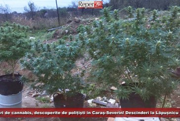 UPDATE: Culturi de cannabis, descoperite de polițiști în Caraș-Severin! Descinderi la Lăpușnicu Mare!