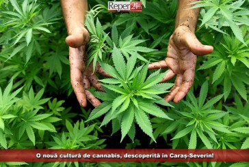 O nouă cultură de cannabis, descoperită în Caraș-Severin!