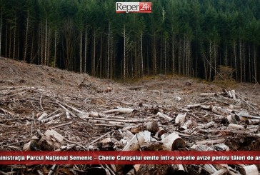 Administraţia Parcului Naţional Semenic – Cheile Caraşului emite într-o veselie avize pentru tăieri de arbori în rezervaţiile parcului.