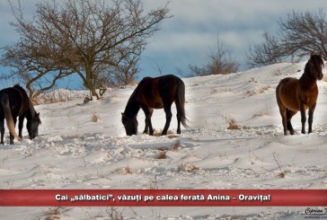 Cai „sălbatici”, văzuți pe calea ferată Anina – Oravița!