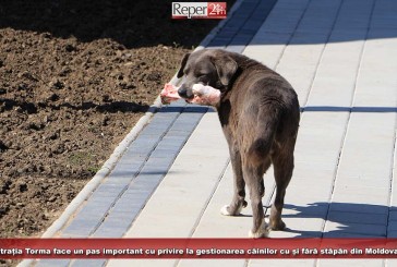 Administrația Torma face un pas important cu privire la gestionarea câinilor cu și fără stăpân din Moldova Nouă