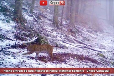 [VIDEO] Felină extrem de rară, filmată în Parcul Național Semenic – Cheile Carașului