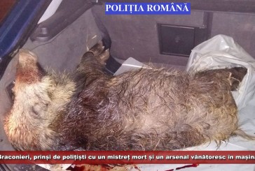 Braconieri prinși de polițiști cu un mistreț mort și un arsenal vânătoresc în mașină!