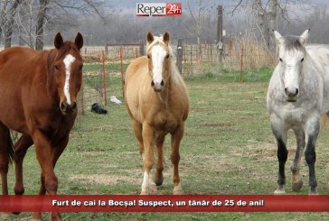 Furt de cai la Bocșa! Suspect, un tânăr de 25 de ani!