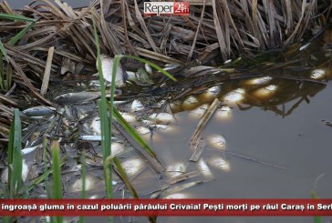 Se îngroașă gluma în cazul poluării pârăului Crivaia! Pești morți pe râul Caraș în Serbia