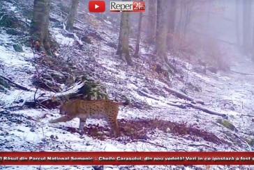 [VIDEO] Râsul din Parcul Național Semenic – Cheile Carașului, din nou vedetă! Vezi în ce ipostază a fost surprins