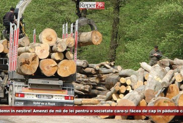 Se fură lemn în neștire! Amenzi de mii de lei pentru o societate care-și făcea de cap în pădurile cărășene