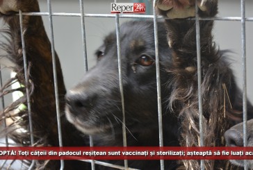 ADOPTĂ! Toți cățeii din padocul reșițean sunt vaccinați și sterilizați; așteaptă să fie luați acasă
