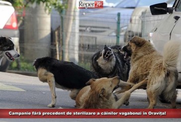 Sterilizare, urmată de o campanie de adopție! Pentru salvarea câinilor fără stăpân din Oravița