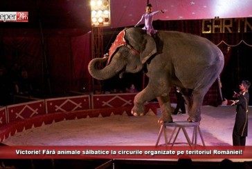 Victorie! Fără animale sălbatice la circurile organizate pe teritoriul României!