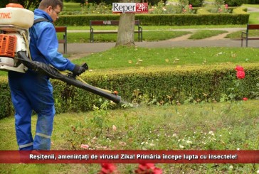 Reșițenii, amenințați de virusul Zika! Primăria începe lupta cu insectele!