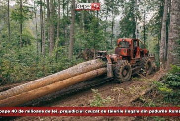 Aproape 40 de milioane de lei, prejudiciul cauzat de tăierile ilegale din pădurile României! Vezi care este situația în Caraș-Severin!