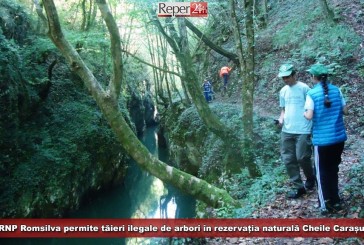 RNP Romsilva permite tăieri ilegale de arbori în rezervația naturală Cheile Carașului
