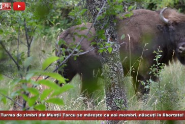 Born to be wild! Turma de zimbri din Munții Țarcu se mărește cu noi membri, născuți în libertate!