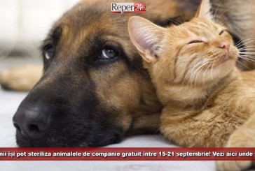 Reșițenii își pot steriliza animalele de companie gratuit între 15-21 septembrie! Vezi aici unde și cum