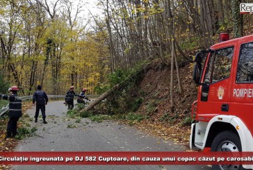 Circulație îngreunată pe DJ 582, din cauza unui copac căzut pe carosabil! Caraș-Severin, sub cod galben de vânt puternic!